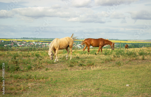 horses on a pasture in the village © Алёна Шайда