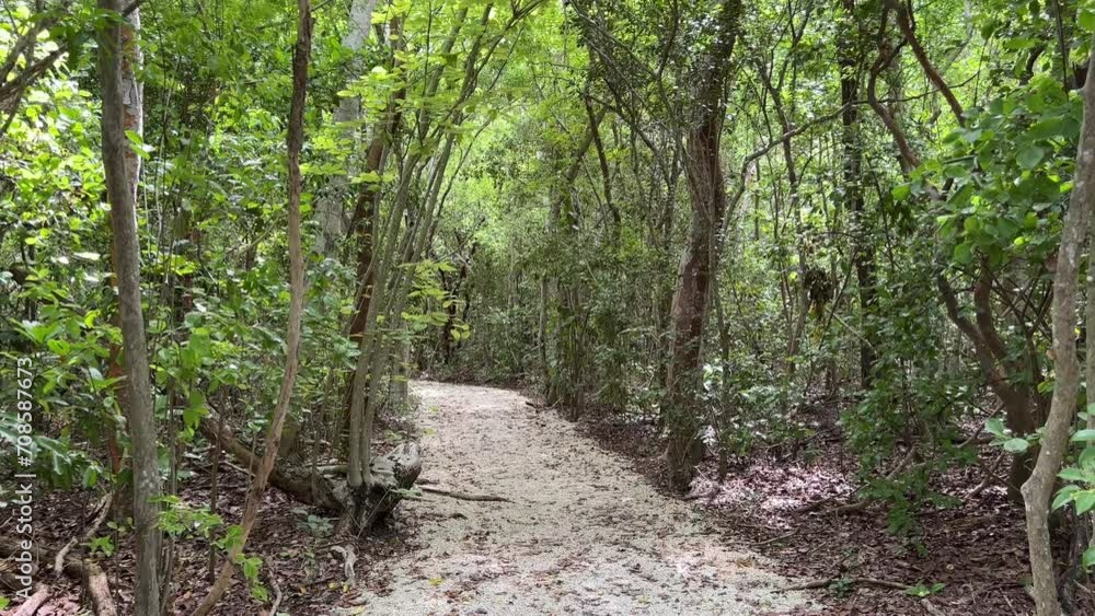 A rock pathway trail during a sunny day in the tropical woods in the Florida Keys. A rock pathway trail during a sunny day in the tropical woods in the Florida Keys.