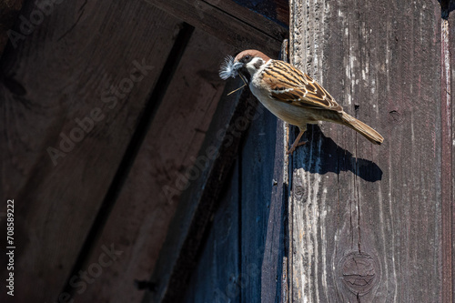mały ptak wróbel budujący gniazdo na poddaszu domu