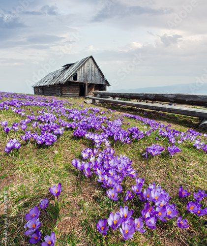Obraz na płótnie Purple Crocus flowers in spring mountain w salonie