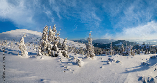 Sunrise mountain skiing freeride slopes and fir tree groves near alpine resort panorama.