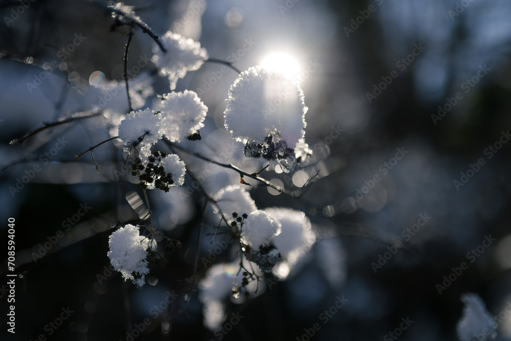 snow on the branches of a tree in the rays of the sun. shallow depth of field snow on the branches of a tree in the rays of the sun. shallow depth of field
