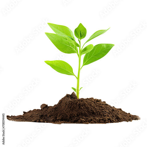 Wallpaper Mural young plant growing from soil isolated on transparent background Remove png, Clipping Path, pen tool Torontodigital.ca