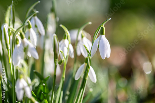 Pretty snowdrop flowers in the February sunshine, with selective focus