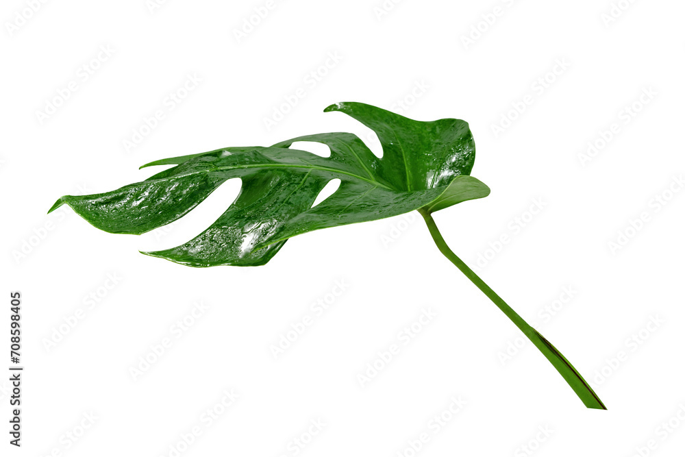 Green leaves pattern,leaf monstera with water drop isolated Green leaves pattern,leaf monstera with water drop isolated