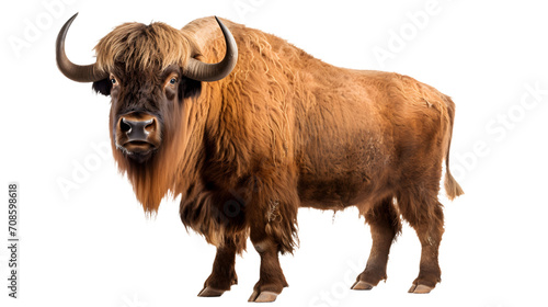 An imposing yak gazes intently with its powerful snout, displaying the majestic and rugged beauty of this terrestrial bovine species photo
