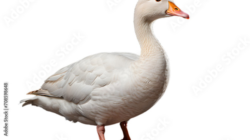 A vibrant white duck gracefully glides through the serene waters, its striking orange beak catching the light, embodying the beauty of nature and the peacefulness of the outdoors