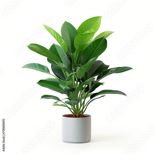 Alocasia lauterbachiana potted plant,