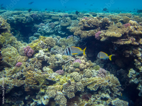 Acanthopagrus bifasciatus or Yellowband seabream in the coral reef of the Red Sea
