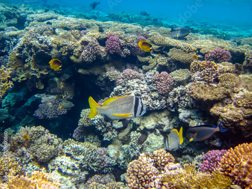 Fototapeta Naklejka Na Ścianę i Meble -  Acanthopagrus bifasciatus or Yellowband seabream in the coral reef of the Red Sea