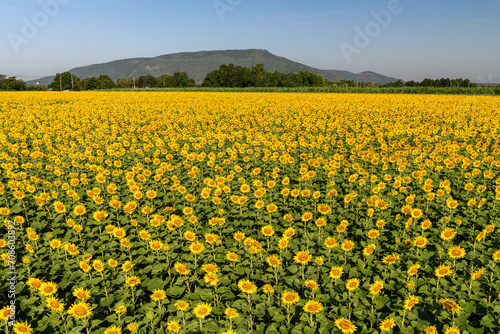 Beautiful sunflower blooming in sunflower field with blue sky background. Lop buri © kwanchaichaiudom
