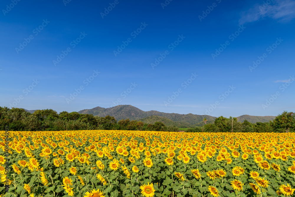 Beautiful sunflower flower blooming in sunflowers field with big moutain and blue sky