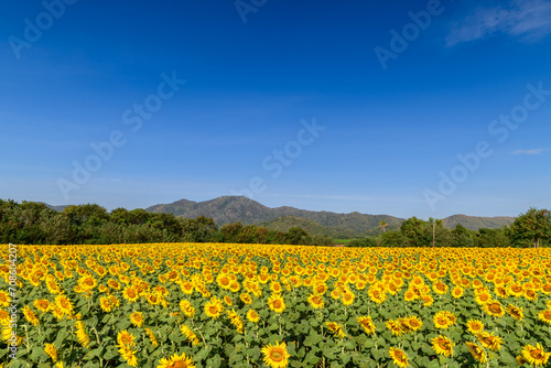 Beautiful sunflower flower blooming in sunflowers field with big moutain and blue sky © kwanchaichaiudom