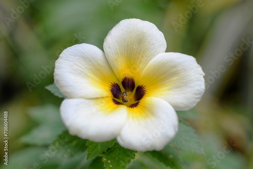 little bee on a turnera flower