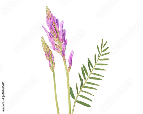 Milkvetch plant with flowers and leaves isolated on white, Astragalus onobrychis photo