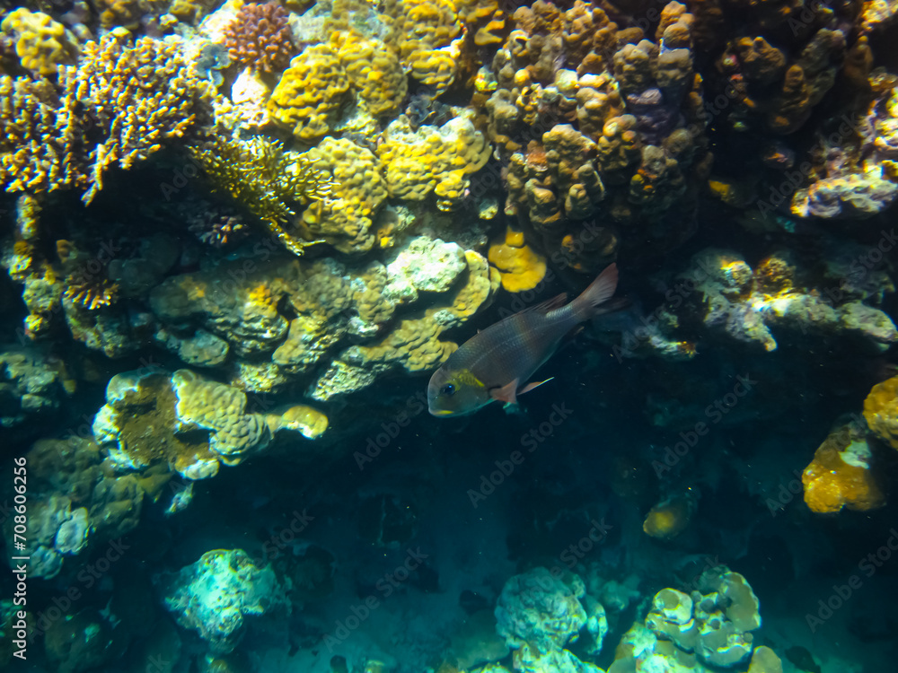Beautiful sea inhabitants in the coral reef of the Red Sea Beautiful sea inhabitants in the coral reef of the Red Sea