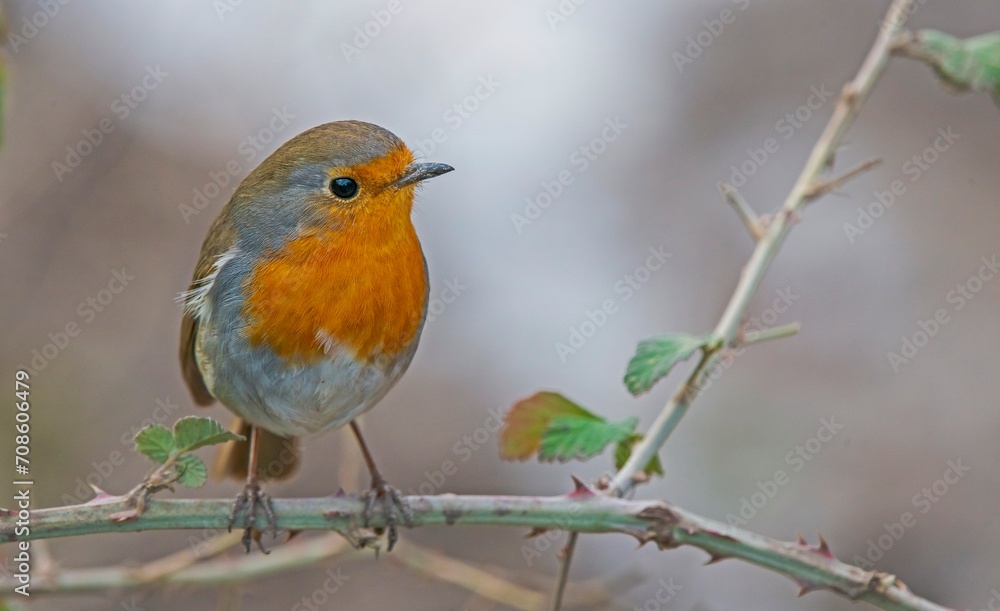 European Robin (Erithacus rubecula) is a migratory bird. It migrates south in winter and returns north again in spring. European Robin (Erithacus rubecula) is a migratory bird. It migrates south in winter and returns north again in spring.