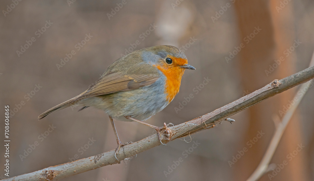 European Robin (Erithacus rubecula) is a migratory bird. It migrates south in winter and returns north again in spring. European Robin (Erithacus rubecula) is a migratory bird. It migrates south in winter and returns north again in spring.