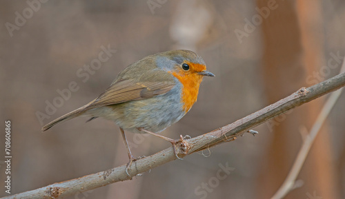 European Robin (Erithacus rubecula) is a migratory bird. It migrates south in winter and returns north again in spring.