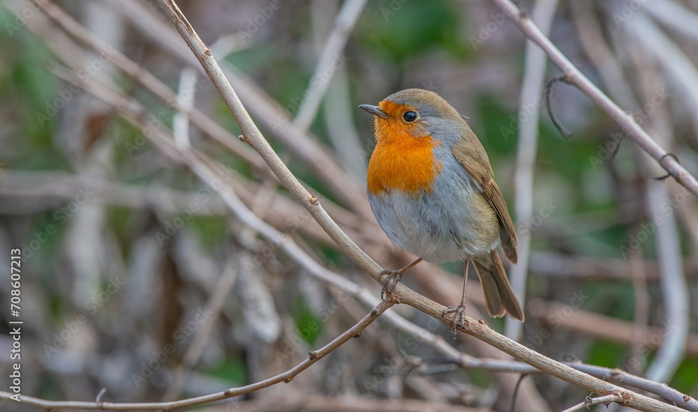 European Robin (Erithacus rubecula) is a migratory bird. It migrates south in winter and returns north again in spring. European Robin (Erithacus rubecula) is a migratory bird. It migrates south in winter and returns north again in spring.