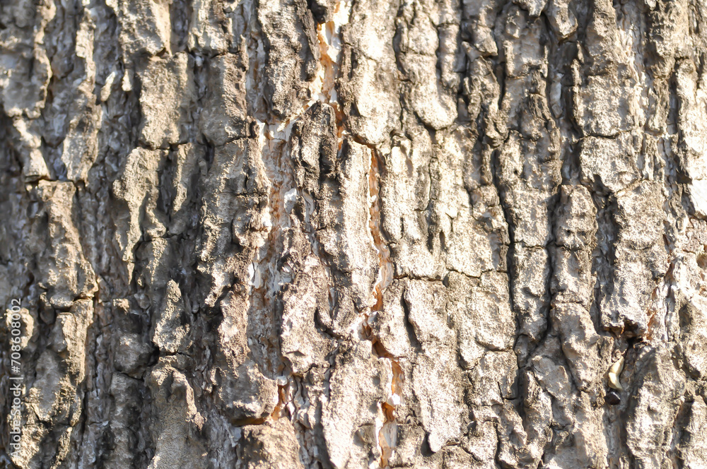 tree bark or bark , Alstonia scholaris or APOCYNACEAE or Devil Tree or White Cheesewood or Devil Bark or Black Board Tree tree bark or bark , Alstonia scholaris or APOCYNACEAE or Devil Tree or White Cheesewood or Devil Bark or Black Board Tree