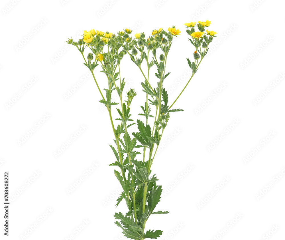 Yellow flowers of wild Sulphur cinquefoil plant isolated on white, Potentilla recta