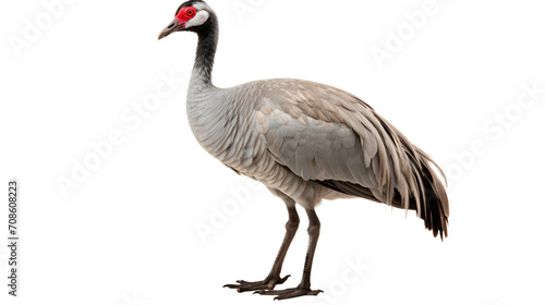 A majestic gruidae crane  with a striking red eye  gracefully perches on a branch by the tranquil waters  its elegant beak and vibrant feathers catching the eye of any nature lover