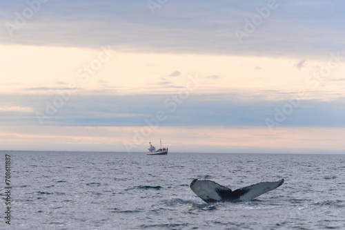 Whale diving in the icelandic sea near Húsavík with a boat on background © baldini
