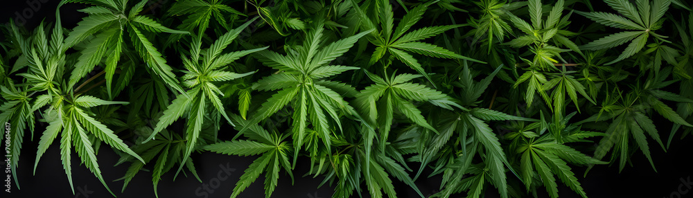 Raw flower plant herbal medicnie canabis leaves green marijuana banner background - obrazy, fototapety, plakaty 