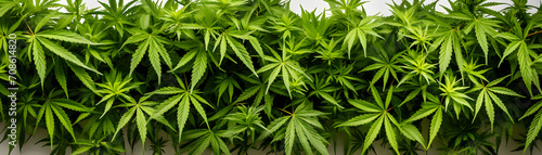 Raw flower plant herbal medicnie canabis leaves green marijuana banner background