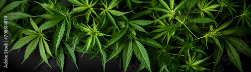 Raw flower plant herbal medicnie canabis leaves green marijuana banner background photo