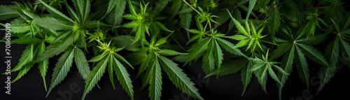 Raw flower plant herbal medicnie canabis leaves green marijuana banner background photo