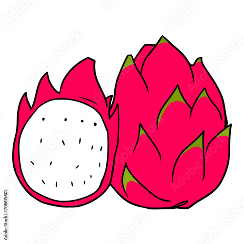 sweet white dragon fruit illustration hand drawn colored vector