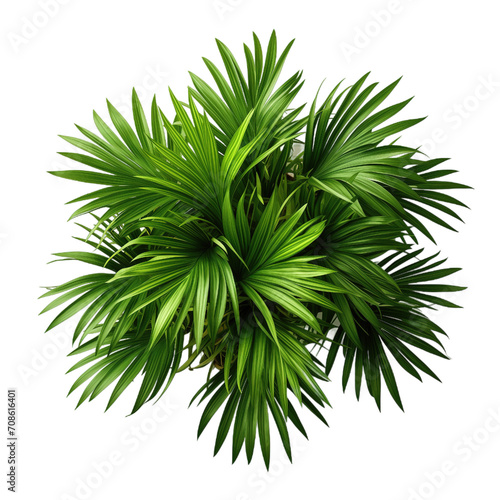 Green areca palm isolated on transparent background. PNG file, cut out