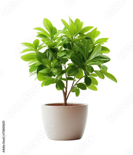 Home Plant isolated on transparent background. PNG file, cut out