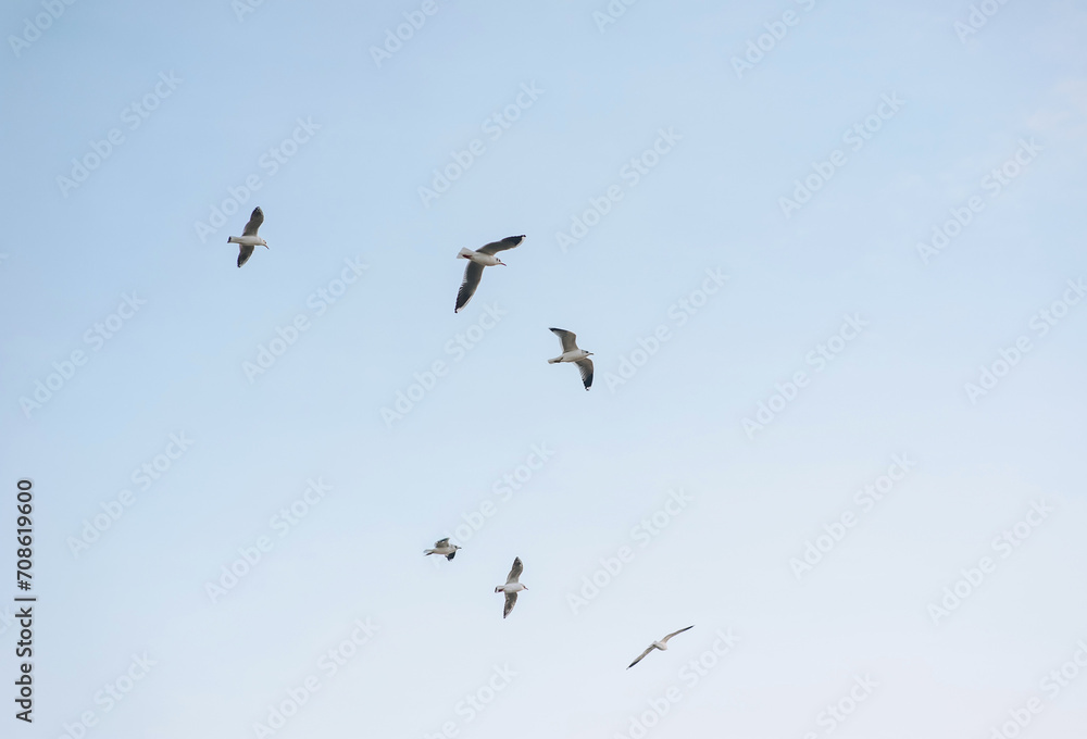 Many beautiful white seagulls, a flock of wild birds are flying high soaring in the blue sky with clouds over the sea, ocean in nature. Animal photography, landscape.