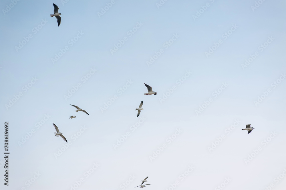 Beautiful white seagulls, a flock of birds fly high soaring in the blue sky with clouds over the sea, ocean in nature. Animal photography, landscape. Beautiful white seagulls, a flock of birds fly high soaring in the blue sky with clouds over the sea, ocean in nature. Animal photography, landscape.