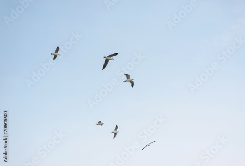 Many beautiful white seagulls, a flock of wild birds are flying high soaring in the blue sky with clouds over the sea, ocean in nature. Animal photography, landscape.