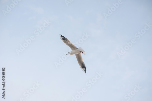 Beautiful white seagull, bird flying high in the sky with clouds over the sea, ocean. Animal photography, landscape. photo