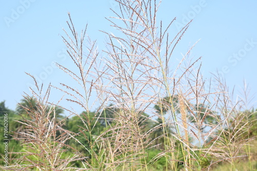 Saccharum spontaneum flower. Its other names wild sugarcane and Kans grass. Its grass native to the Indian Subcontinent. It is a perennial grass,growing up to three meters in height.
