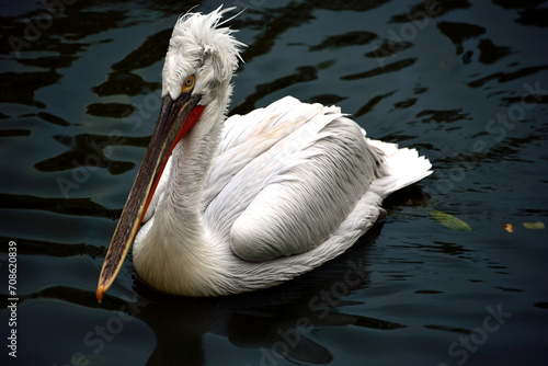 pelican on a lake photo