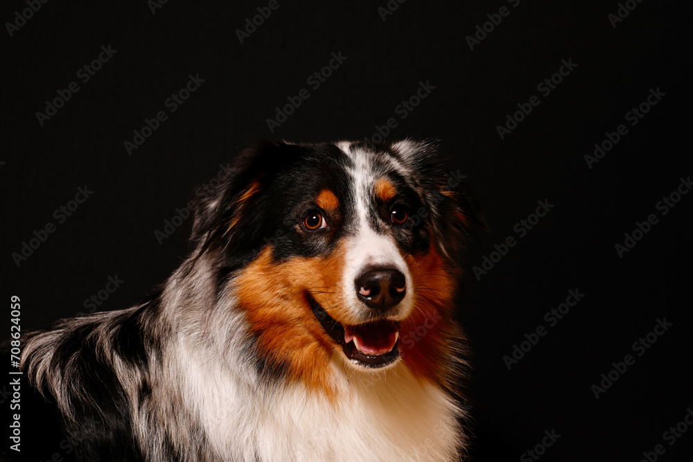 Hundeporträt eines Australian Shepherd vor einem schwarzen Hintergrund isoliert frontal Hundeporträt eines Australian Shepherd vor einem schwarzen Hintergrund isoliert frontal