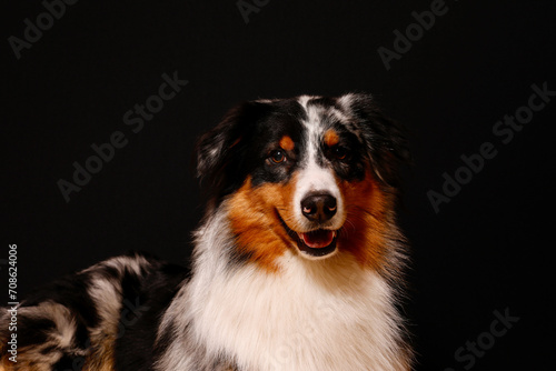 Hundeporträt eines Australian Shepherd vor einem schwarzen Hintergrund isoliert frontal