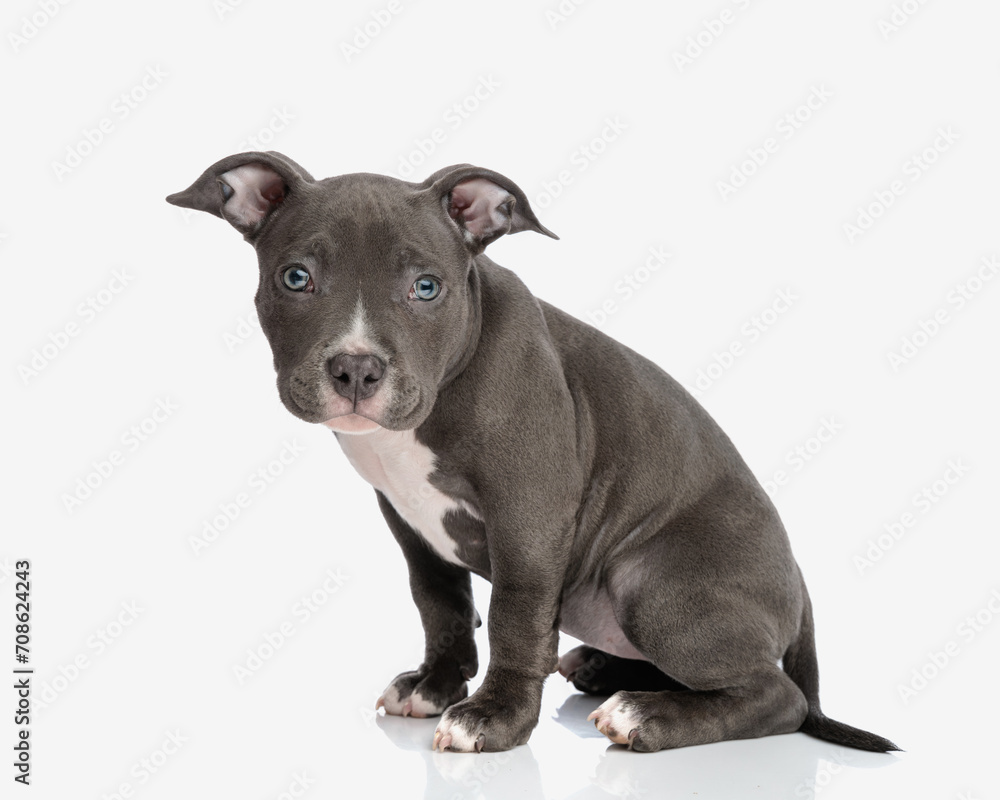 side view of beautiful american bully dog sitting and looking forward side view of beautiful american bully dog sitting and looking forward