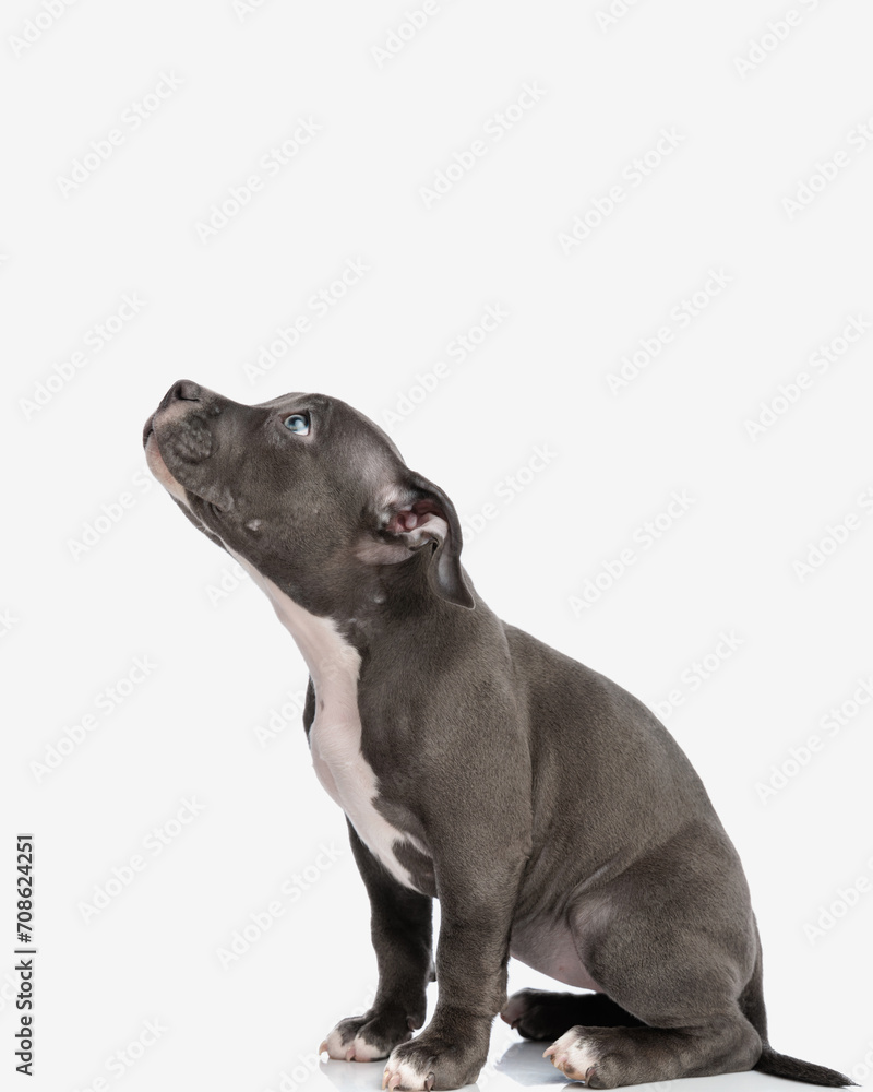 side view of cute little american bully puppy looking up and being curious side view of cute little american bully puppy looking up and being curious