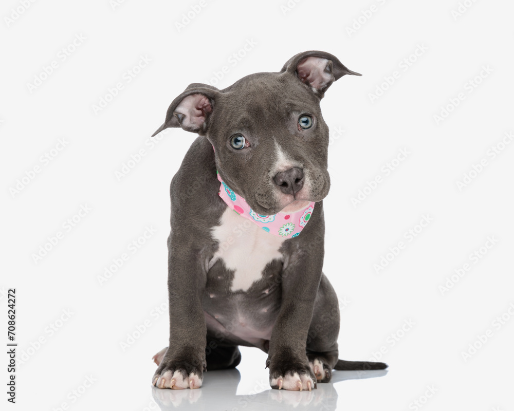 lovely little american bully dog with pink bandana looking forward
