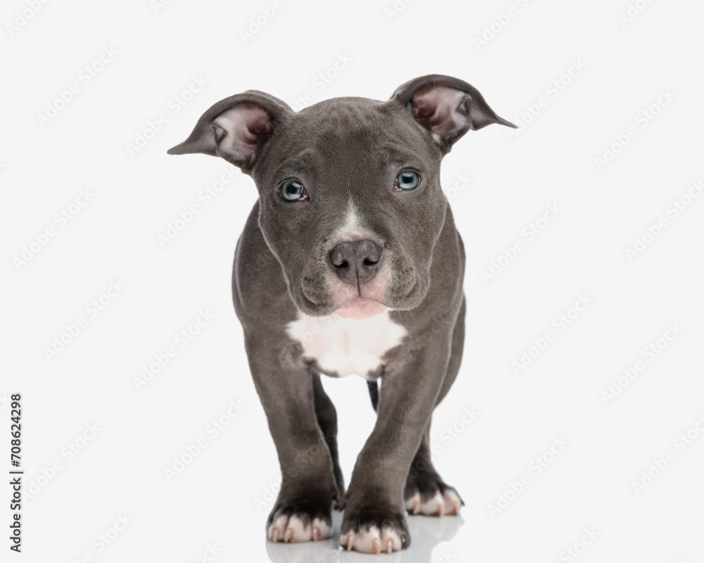 portrait of adorable american bully puppy with blue eyes looking forward