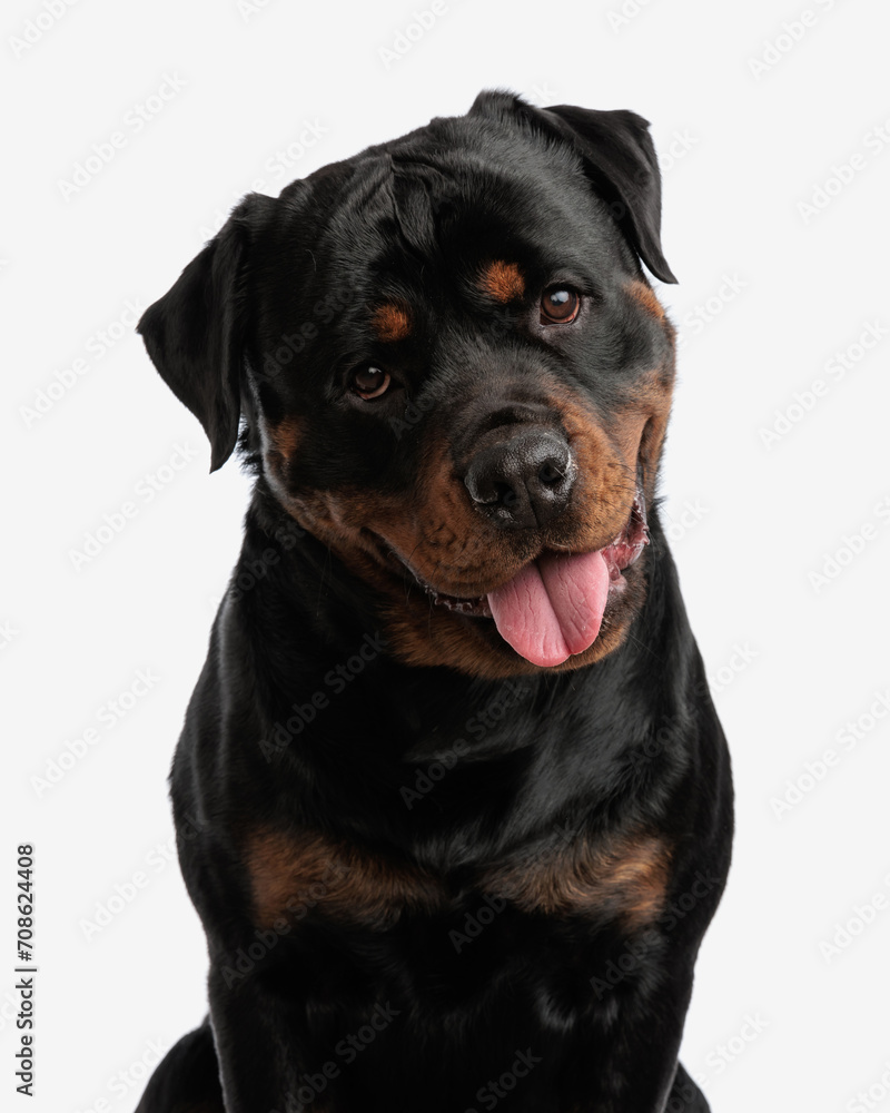 sweet rottweiler puppy sticking out tongue and panting while looking forward