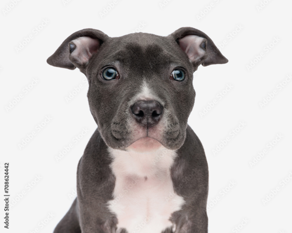 portrait of beautiful american bully dog with blue eyes looking forward