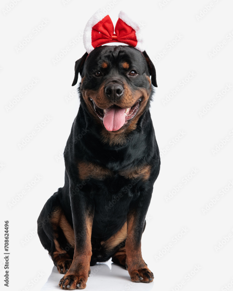 Fototapeta premium adorable rottweiler puppy wearing christmas headband and panting